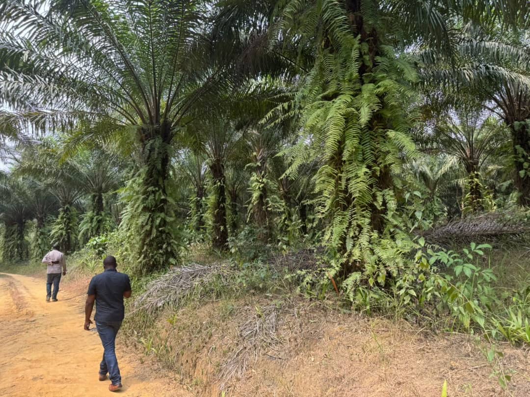 Terrain Maleke - Vue 3