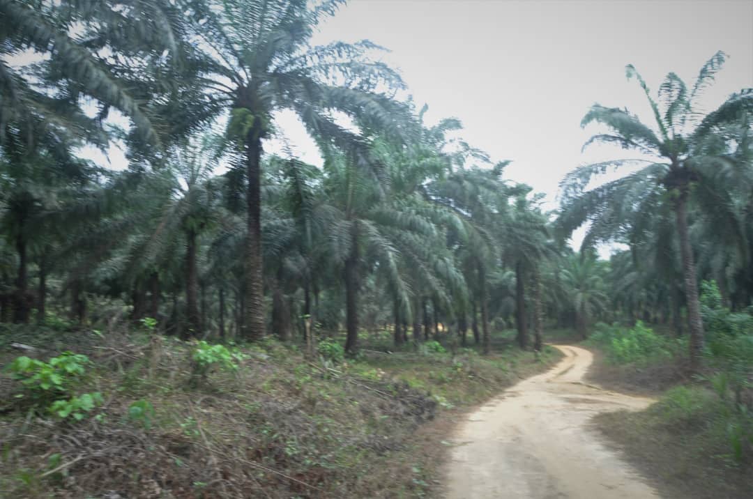 Terrain Maleke - Vue 4